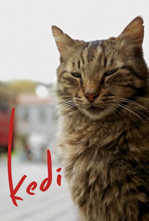 Постер к Город кошек / Кот (2016)